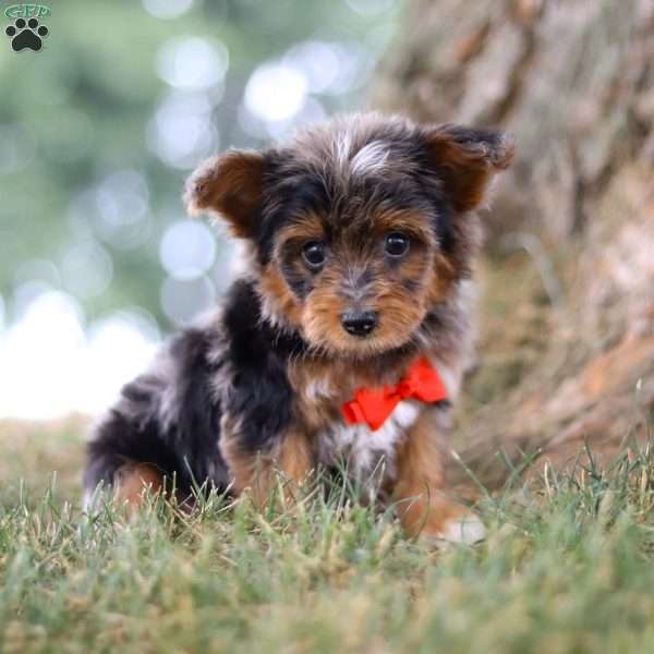 Caption, Yorkie Poo Puppy